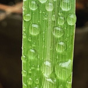 Meet your Posher, Farhana